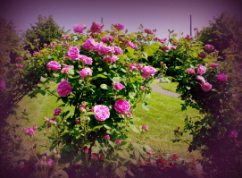 fleurissement-municipal-2012_2